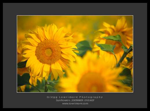 Sunflowers 20090809 016 Sunflowers 20090809 016